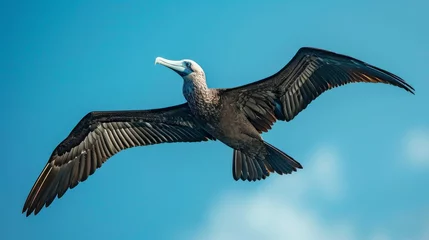 Foto op Canvas A Galapagos frigatebird soaring majestically against a backdrop of clear blue skies. © taelefoto