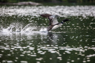 Loon running on water