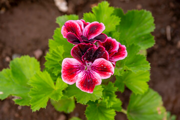 Bright geranium flowers. Aromatic geranium flower in my garden. Pelargonium, Angel Parfume,...