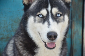 A beautiful Siberian Husky dog ​​with blue eyes