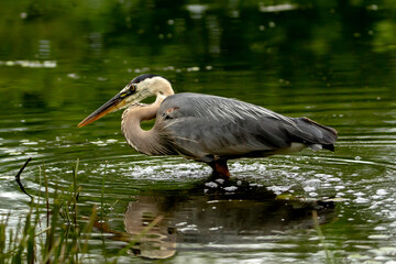Blue Heron slaking catfish in the pond