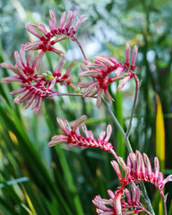 Tall kangaroo paw a species of plant found in Southwest Australia. Anigozanthos Flavidus flowers
