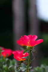 幻想的なスベリヒユの花