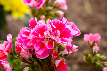 Beautiful pelargoniums bloom in Marmaris, Turkey. Close up of beautiful pink flowers on a branch...