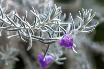 Violet flowers and white hairy leaves of Eremophila Nivea, known also as Silky Emu Bush . It is a...