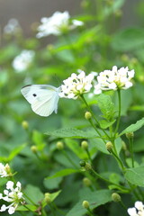 花の蜜を吸うモンシロチョウ