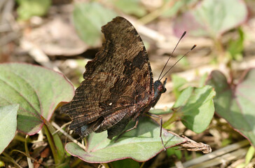 草地の上で羽を畳んだルリタテハ蝶（マクロレンズ使用・屋外接写画像）