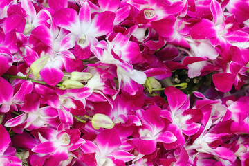Purple orchids for sale