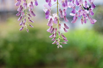 桜が散った後に日本で楽しめる藤の花。4月下旬の公園の藤棚