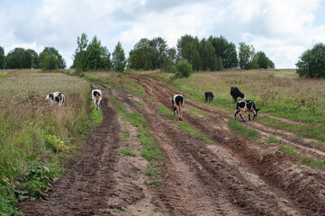 Rural landscape, herd of cows on wet dirt road