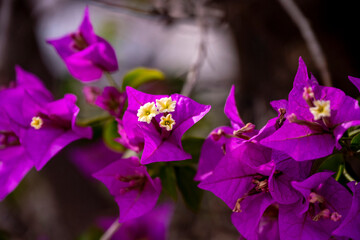An image of the Bougainvillea flower. Pretty, colofrul flowers of purple  Bougainvillea glabra...