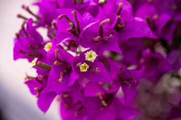 An image of the Bougainvillea flower. Pretty, colofrul flowers of purple  Bougainvillea glabra...
