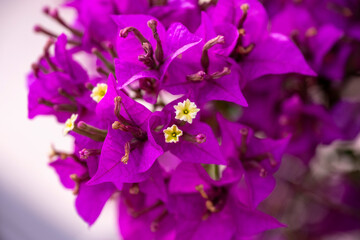 Fototapeta na wymiar An image of the Bougainvillea flower. Pretty, colofrul flowers of purple Bougainvillea glabra plant close up