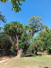 Cacti grow on a tree