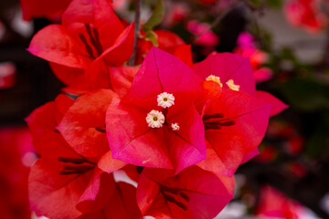 Beautiful Paper flower or bougainvillea flower TURKEY. Beautiful clusters of pink bougainvillea...