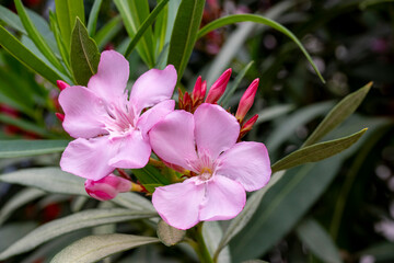 Beautiful pink flowers on street. Closeup view of bright pink cluster of flowers of nerium oleander...