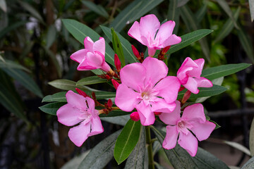 Beautiful pink flowers on street. Closeup view of bright pink cluster of flowers of nerium oleander...