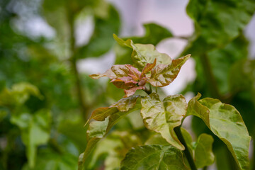 The leaves of white chilli. The leaves of bougainvillea flowers