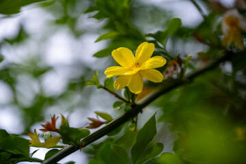 Allamanda, Common allamanda, Golden trumpet, Golden trumpet vine, Yellow bell. Yellow flower of Allamanda cathartica with blur background.