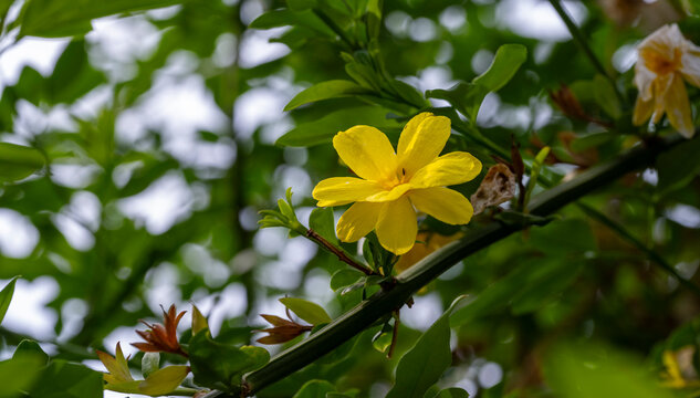 Allamanda, Common allamanda, Golden trumpet, Golden trumpet vine, Yellow bell. Yellow flower of Allamanda cathartica with blur background.