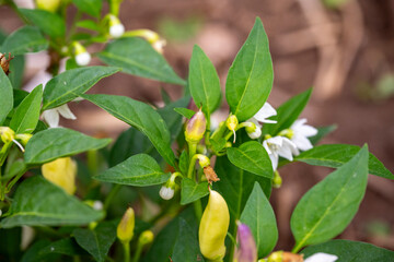 The flowering cayenne pepper tree looks beautiful. Small white flowers surrounded by green leaves that embrace.