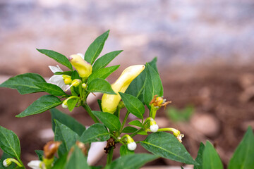 The flowering cayenne pepper tree looks beautiful. Small white flowers surrounded by green leaves...