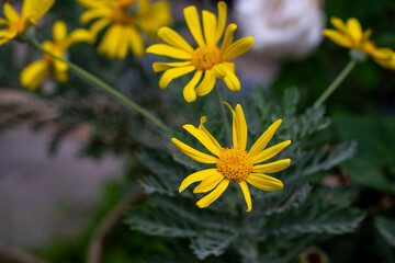 Beauty yellow flowers.Yellow daisies, yellow flowers, yellow petals and green stems.Ligularia sibirica, mostly in central and eastern Asia.