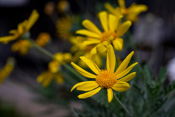 Beauty yellow flowers.Yellow daisies, yellow flowers, yellow petals and green stems.Ligularia...