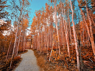 Path through the trees in autumn