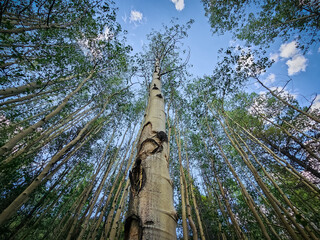 Trees in the forest looking upward