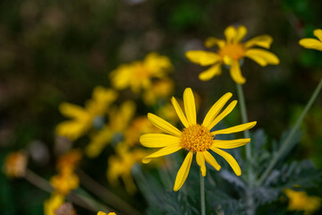 Beauty yellow flowers.Yellow daisies, yellow flowers, yellow petals and green stems.Ligularia sibirica, mostly in central and eastern Asia.