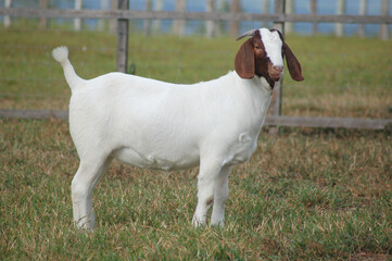 Boer female goat very awarded in Brazil. The Boer is a breed developed in South Africa