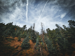 Dark sky above the trees