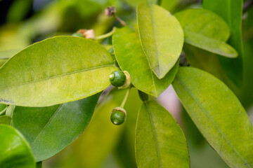 Blossoms orange tree in a city park in Marmaris, Mugla TURKEY. Small orange and leaves are suitable for background.