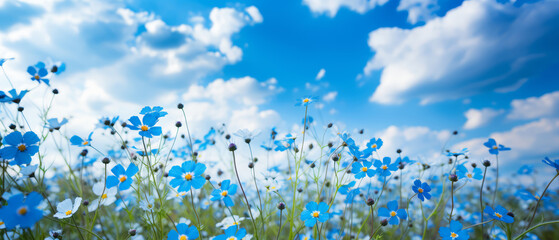 Beautiful meadow close-up of blue small blooming flowers on cloudy sky and spring summer day background. Colorful and bright natural pastoral landscape. - obrazy, fototapety, plakaty