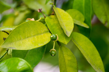 Small grapefruits and leaves are suitable for background