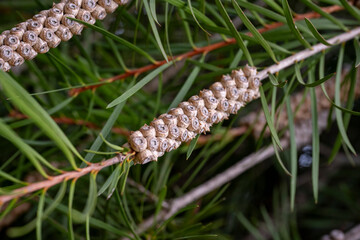 The flower of the Callistemon viminalis in the square. Bottle brush flower. Callistemon is a genus of shrubs in the family Myrtaceae.