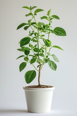 Big elettaria cardamomum plant growing in a white pot, thin leaves. A large perennial green plant in a pot. Introduction to domestic plants. Minimalistic design, concept of mental balance.