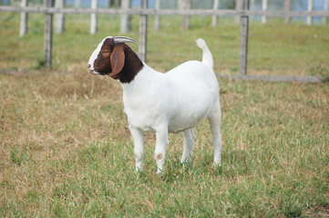 Beautiful female Boer Goats on the farm