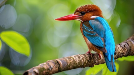 A White throated Kingfisher perched on a tree branch in the natural habitat