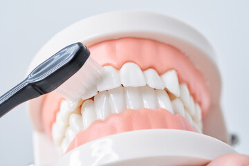 歯ブラシと歯列模型