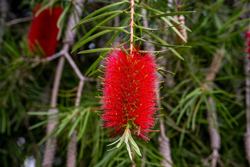 The flower of the Callistemon viminalis in the square. Bottle brush flower. Callistemon is a genus of shrubs in the family Myrtaceae.