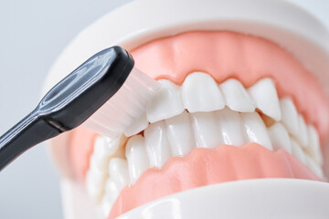 歯ブラシと歯列模型