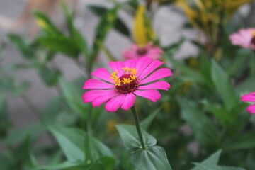 Blooming Zinnia flowers, pink Zinnia flowers blooming in the garden on a sunny day. Blurred background, focus on one object