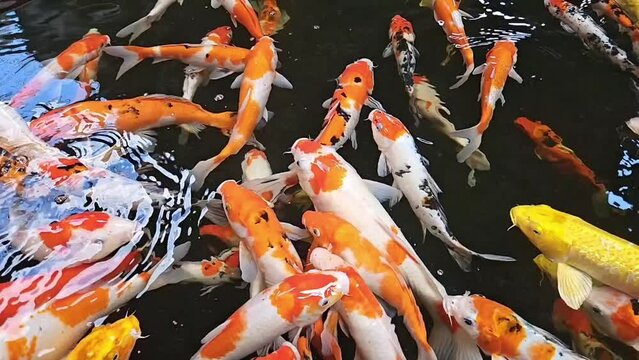 Top view of colorful Koi fish or Japanese Koi carp swimming freely in the healthy pond. Slow motion fancy carp.