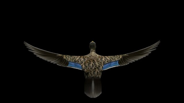 Wild Duck Waterfowl Bird - Mallard Female - Flying Loop - Back View Close Up - Alpha Channel - Realistic naturalistic 3D animation isolated on transparent background
