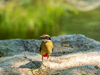 Beautiful brightly multiple colors bird perching on rock in nature Thailand, Fairy pitta (Pitta nympha)