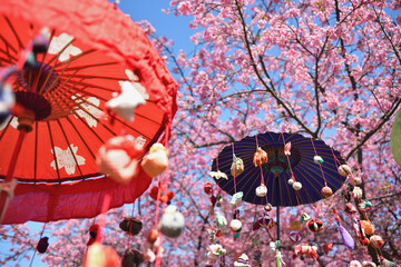 満開の河津桜と番傘とさるぼぼ