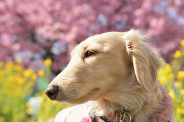 春真っただ中の犬（桜と菜の花背景）