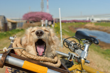 サイクリングカゴから顔を出しあくびする犬